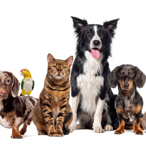 San Martín realizará un nuevo Operativo de Salud Animal en Villa Dominguito