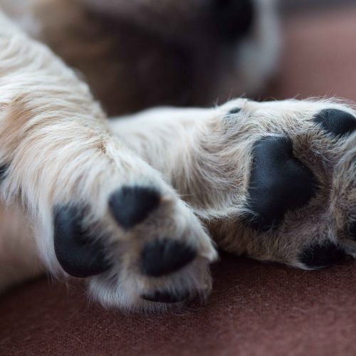 En Albardón, quemaron con velas a cuatro perritos en un ritual de crueldad
