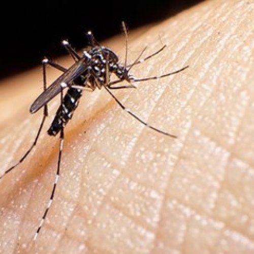 Dengue: ¿en qué horario pica más el mosquito Aedes aegypti?