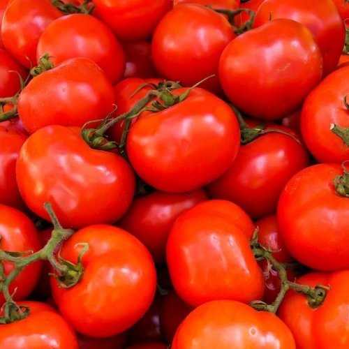 Investigadores del Conicet descubrieron un gen clave para mejorar el crecimiento y la producción de tomates