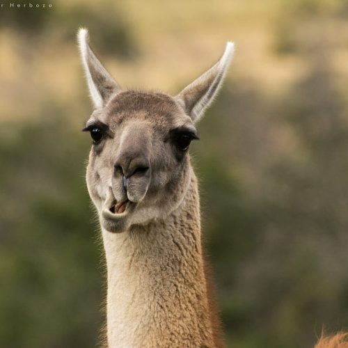 Se comieron un guanaco y la ley los detuvo
