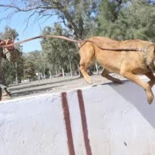Así fue entrenado    Dereck, el primer perro rescatista en prestar servicio en el RIM 22