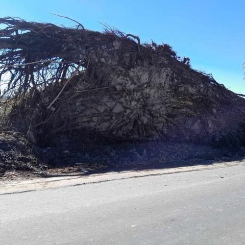 Un árbol centenario cayó en Caucete, mirá las fotos