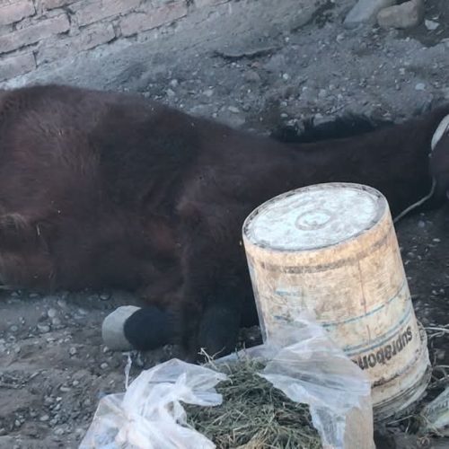 Chimbas: denuncian abandono y explotación de un caballo