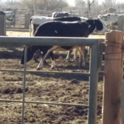 En un tambo un toro mato a una persona