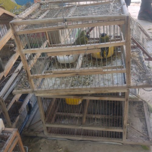 En Caucete, detuvieron a un hombre que recaudó más de $7 millones con la venta ilegal de aves silvestres