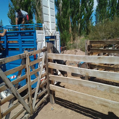 Personal policial de la Comisaría 16 recuperó a varios equinos