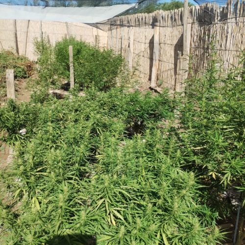 Tupelí: la policía secuestró 80 plantas de cannabis y un arma de fuego