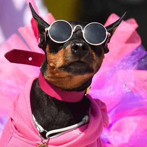 Convocatoria para el Jurado del Gran Desfile de Mascotas en San Martín