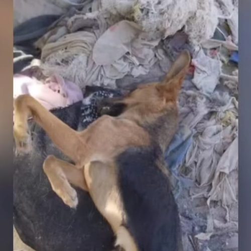 En Jáchal, ingresaron a un refugio y envenenaron a cuatro perros
