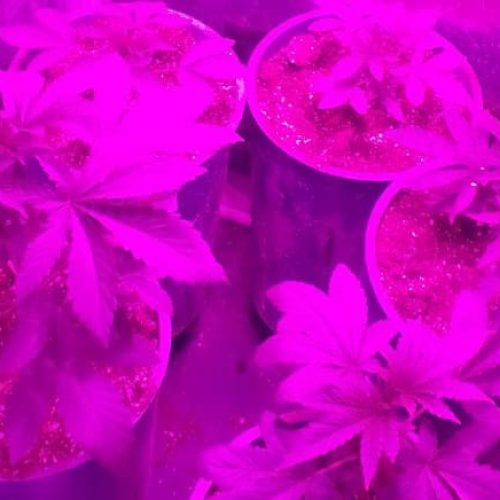Allanamientos en Albardón: encontraron un cultivo de plantas de marihuana