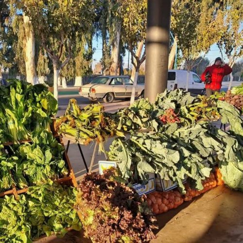 Exitosa jornada de Feria agroproductiva en Albardón