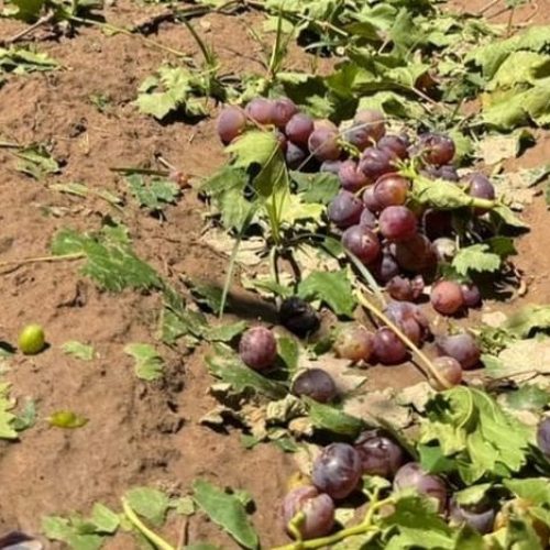 El Gobierno de San Juan declaró la Emergencia para el sector agrícola