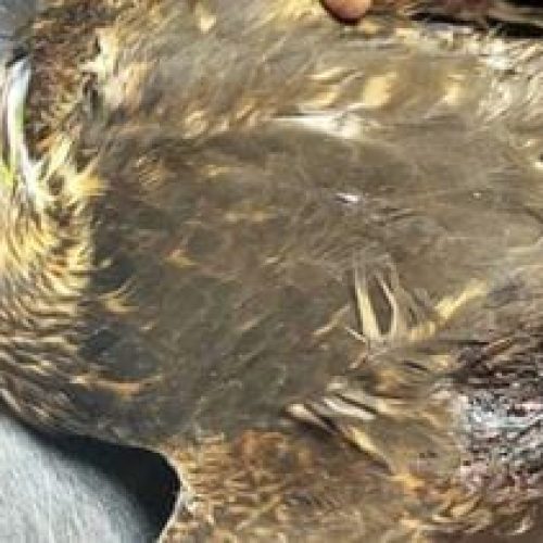 Encontraron un halcón herido de bala, no podrá volver a volar