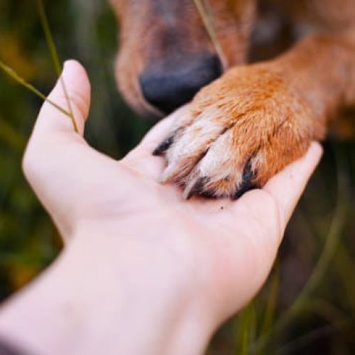 Por defender animales maltratados, amenazaron de muerte a un reconocido proteccionista