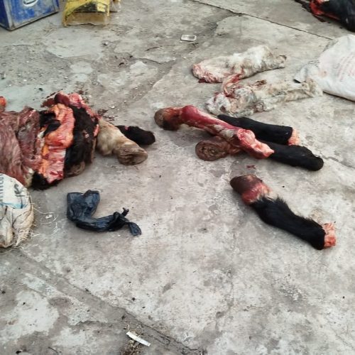 Sorprendieron a tres hombres faenando caballos en Chimbas