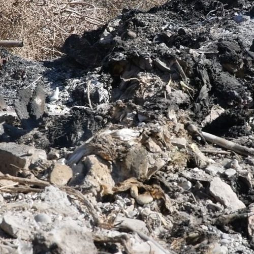 Encontraron otro cementerio de caballos en San Juan