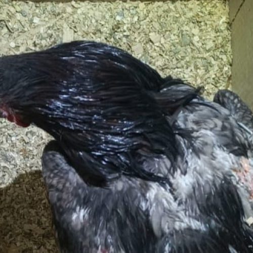 Golpe a la crueldad animal: gallos de riña secuestrados y resguardados