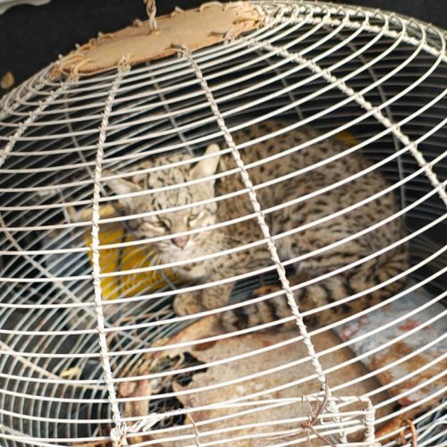 En San Martín, rescataron un gato montés herido