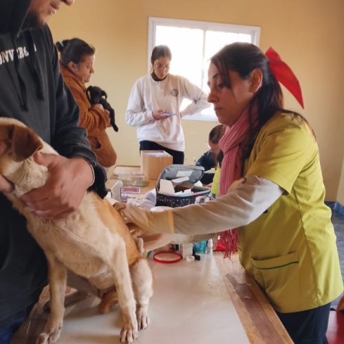 San Martin continúa promoviendo el bienestar animal con nuevas jornadas sanitarias