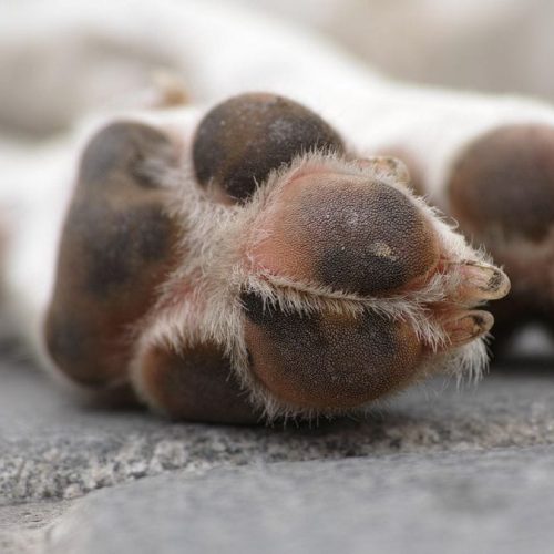 Crueldad animal en Angaco: un perro fue ahorcado y buscan al culpable