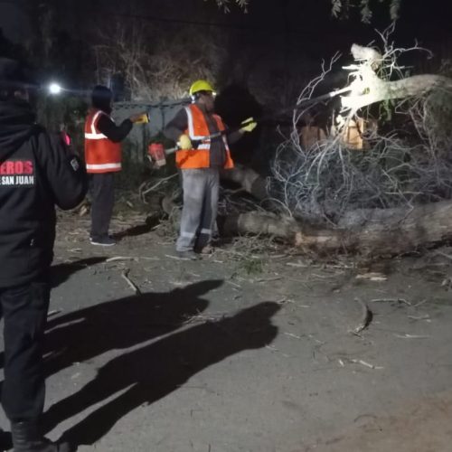 Rápida intervención Municipal ante la caída de un árbol de gran porte en Fiorito