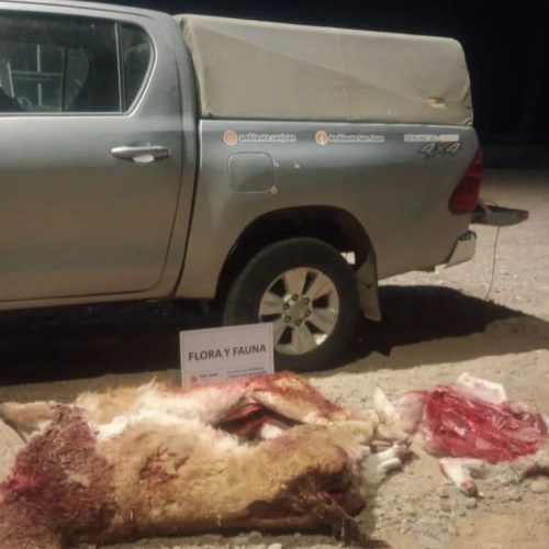 No se salvan ni los guanacos: detenidos con animales protegidos