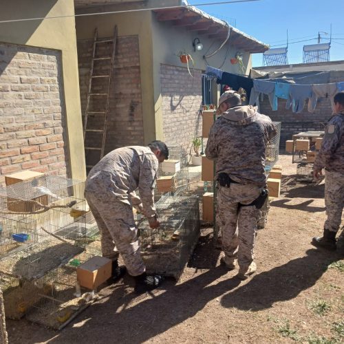 Allanamientos en 25 de Mayo y Caucete: secuestran aves y reptiles, droga y un arma de fuego