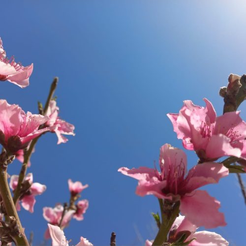 Lunes primaveral