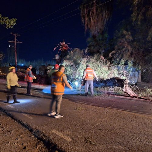 Rápida asistencia municipal ante la caída de un árbol de Gran porte en Fiorito.