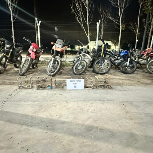Allanamientos en San Martín y Angaco: secuestran motos robadas, aves autóctonas y carne de guanaco