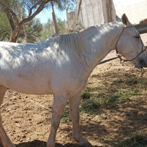 Recuperaron un caballo robado en Sarmiento