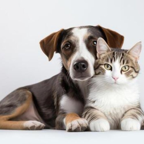 Continúa la campaña de vacunación antirrábica gratuita con un nuevo operativo en Alto de Sierra