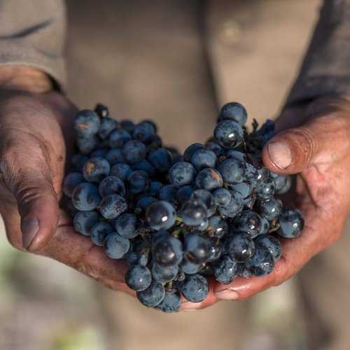 El Grupo Fecovita reconfigura Bodega Resero para aumentar su producción en San Juan