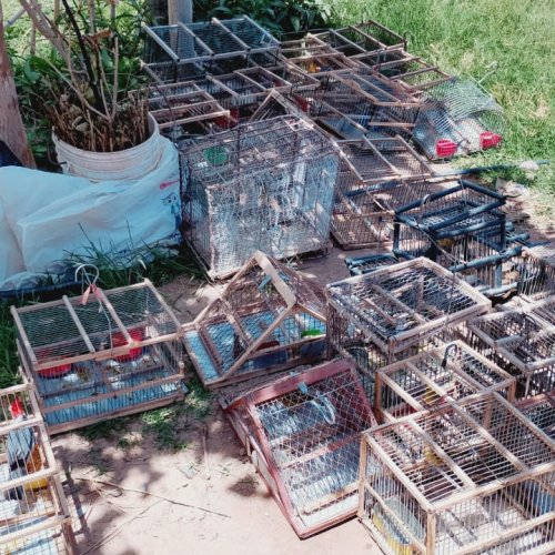 Operativo en Sarmiento: secuestran aves autóctonas y detienen a dos personas
