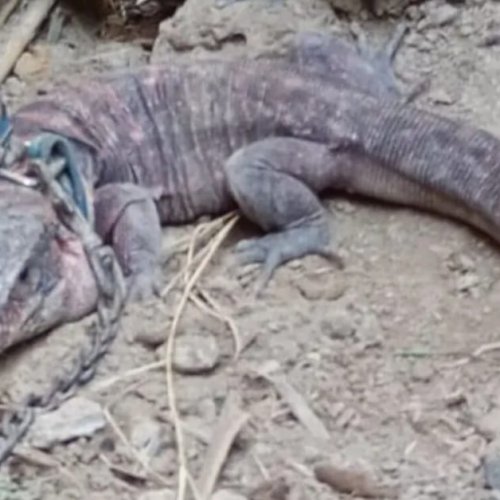 Sin cadenas, una nueva vida: un lagarto fue rescatado