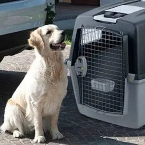 Mascotas podrán viajar en transporte de larga distancia