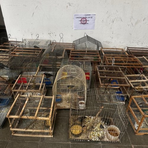 Rescataron aves y detuvieron a tres personas en Albardón y Caucete