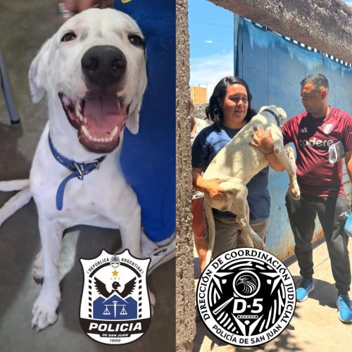 Tras 15 días de búsqueda, recuperan a un dogo que había sido robado en Capital