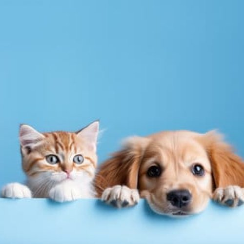 Seguimos llegando a cada distrito con la campaña de vacunación antirrábica