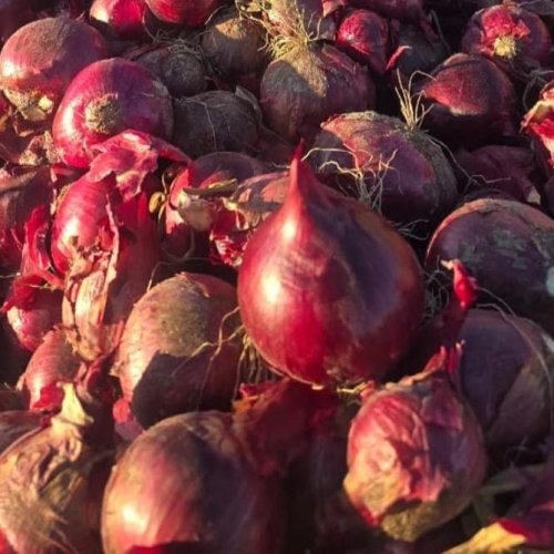 Cebolla morada para el mercado nacional e internacional made in 9 de Julio