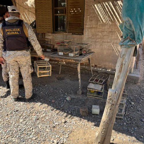 Tupelí: secuestran más de veinte aves autóctonas en un operativo de la Policía Rural