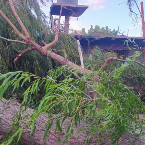 El viento no dio tregua: un árbol cayó sobre una casa en Santa Lucía