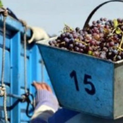 Conmoción en Caucete: un joven se descompensó mientras cosechaba y falleció