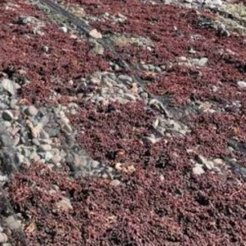 Cosecha robada: tres días bastaron para llevarse 2.700 kilos de pasas de 25 de Mayo y Caucete