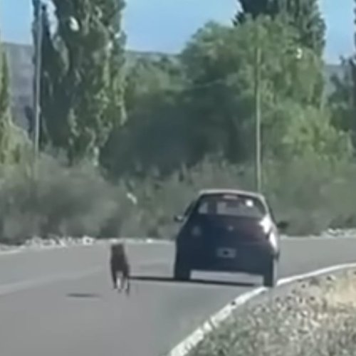 Repudio en redes por el abandono de un perro que corrió tras su dueño