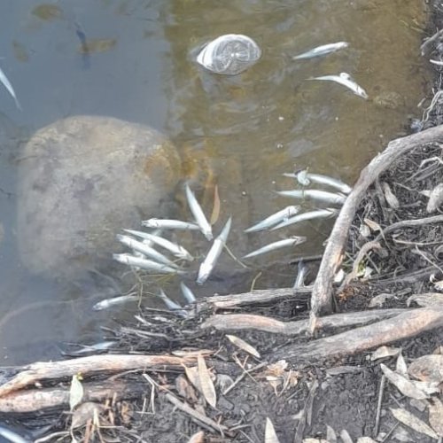 Preocupación en Valle Fértil por nueva aparición de peces muertos en el dique