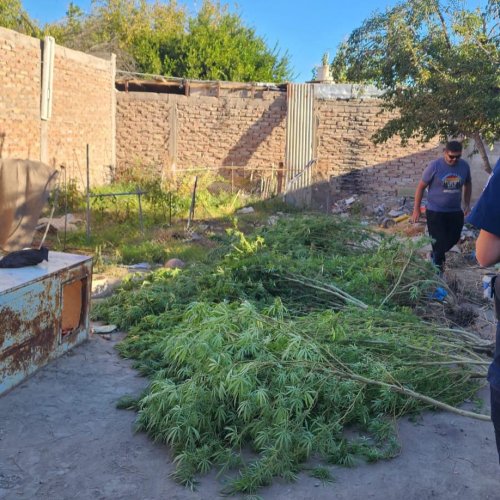 Allanamiento en Caucete: buscaban elementos robados y hallaron plantas de marihuana