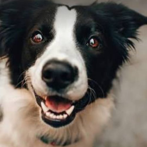 Día del Animal: actividades para cuidar a tu mascota en su día