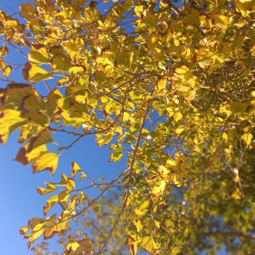 Martes y otoño: fresco de mañana, cálido de tarde